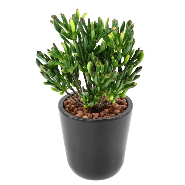 Succulente Artificielle Corail - Succulente Artificielle Corail