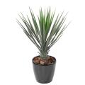 Yucca Artificiel Rostrata 60