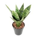 Sansevieria Artificiel Piquet *9