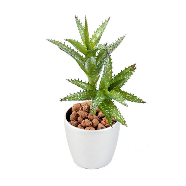Succulente Artificielle Mini Pointe - Succulente Artificielle Mini