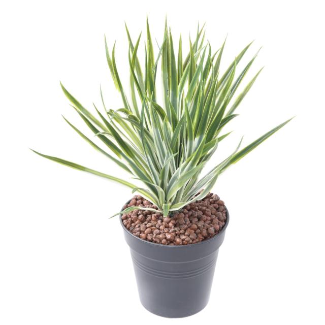Yucca Artificiel Golden Sword en Piquet - Yucca Artificiel Golden Sword