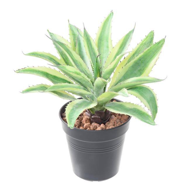 Aloe Vera Mini Piquet Jaune - Aloe 35 Artificielle
