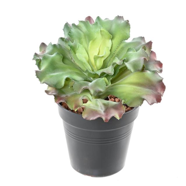 Succulente Artificielle Bicolore - Succulente Artificielle 22