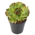 Aloe Artificielle Soft