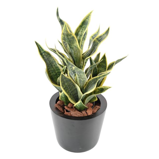 Sansevieria Masoniana Artificielle - Sansevieria Artificiel Masoniana 66