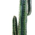 Cactus Artificiel Cereus