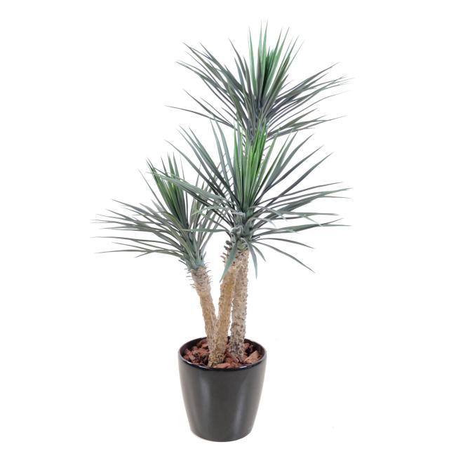 Yucca Artificiel Rostrata