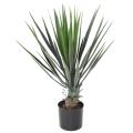 Yucca Artificiel Rostrata 60