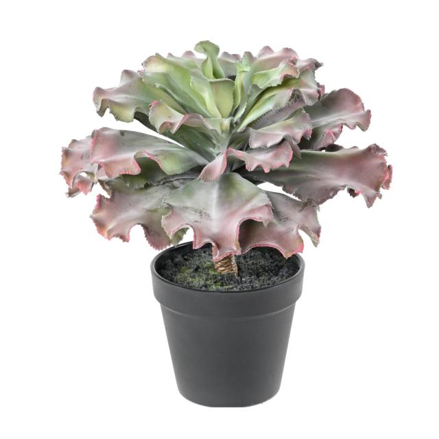 Succulente Artificielle Adromischus Cristatus - Succulente Artificielle Adromischus Cristatus