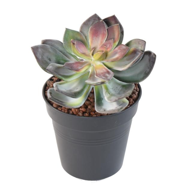 Succulente Artificielle Vert-rouge - Succulente Artificielle VR