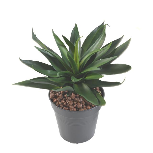 Agave Artificielle 36