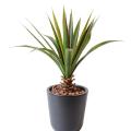 Aloe Artificielle Ferox