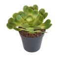 Aloe Artificielle Soft