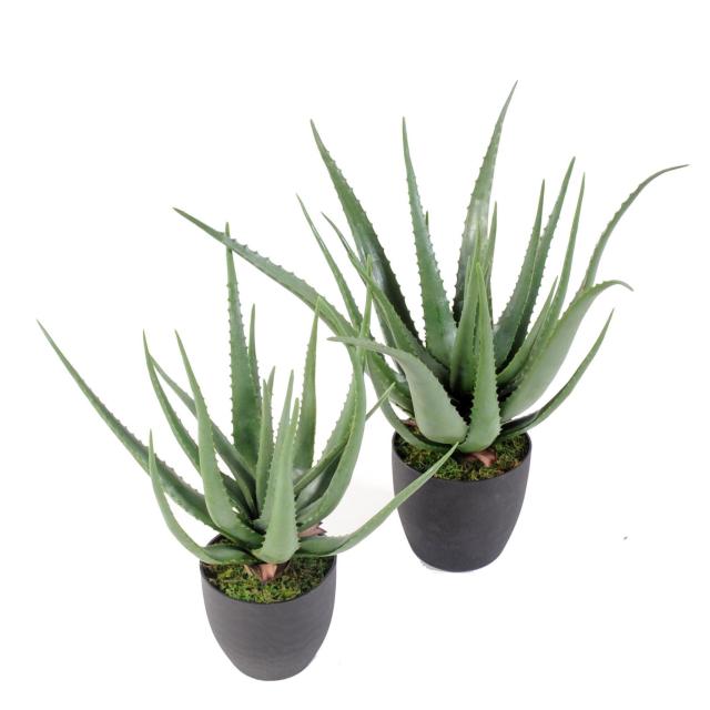 Aloe Vera Artificiel Courbe - Aloe Artificielle