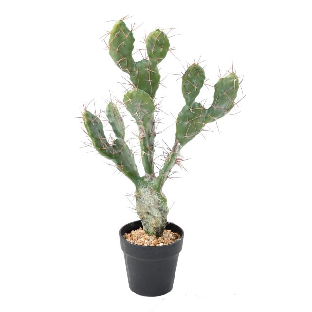 Cactus Artificiel Plat - Cactus Artificiel