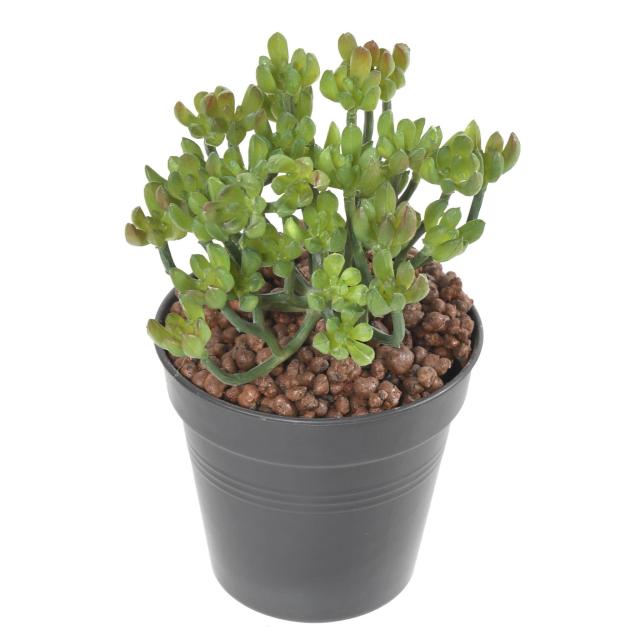 Succulente Artificielle Touffe - Succulente *34 Artificielle