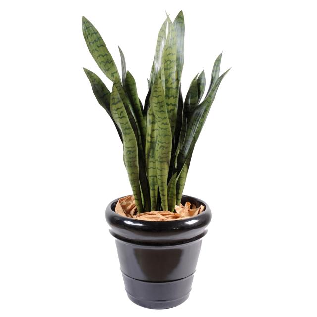 Sansevieria Artificielle Large - Sansevieria Artificiel Large